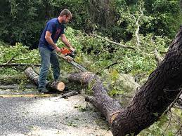 Professional Tree Services in Lucedale, MS